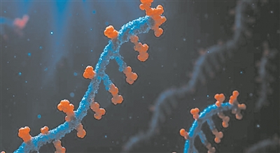 PROTEUS未来可优化mRNA疗法。图片来源:澳大利亚悉尼大学