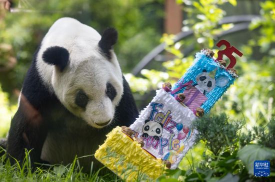 6月29日,在墨西哥首都墨西哥城查普特佩克动物园,大熊猫“欣欣”准备享用生日蛋糕。新华社记者 李梦馨 摄
